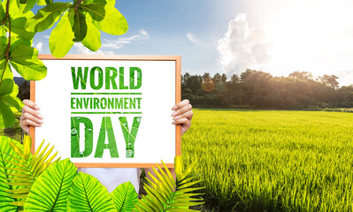 Girl holding World Environment day sign over sunset rice field background, outdoor day light, world...