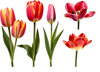 Tulip collection set 