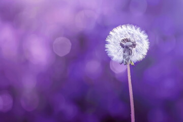 dandelion on purple background, flower for wallpaper