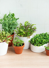 Indoor Herb Garden Kit With Fresh Green Plants