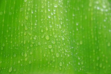 Fresh water from rain in rainy season on green leaf of organic garden