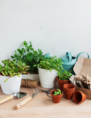 Indoor Herb Garden Kit With Fresh Green Plants and Gardening Tools