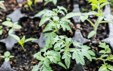 Young tomato seedling plants