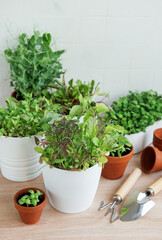 Indoor Herb Garden Kit With Fresh Green Plants