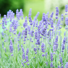 Naklejka premium Purple flowers. Selective and soft focus. Close up. 