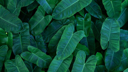 Obraz premium closeup nature view of green leaf texture, dark wallpaper concept, nature background, tropical leaf.