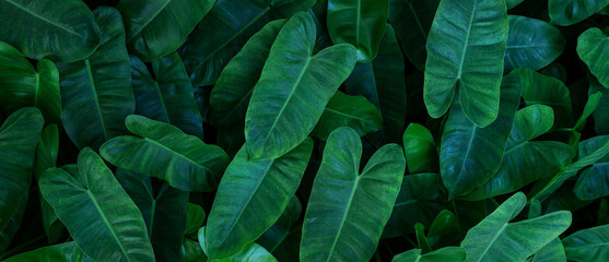 Fototapeta premium closeup nature view of green leaf texture, dark wallpaper concept, nature background, tropical leaf.