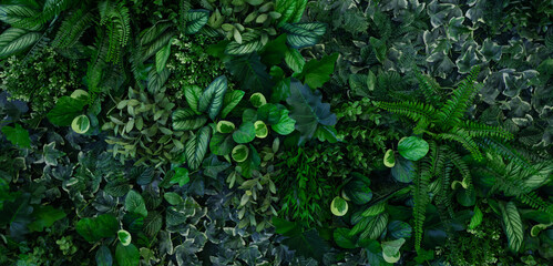 Full Frame of Green Leaves Pattern Background, Nature Lush Foliage Leaf Texture, tropical leaf.