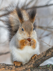 The squirrel with nut sits on tree in the winter or late autumn