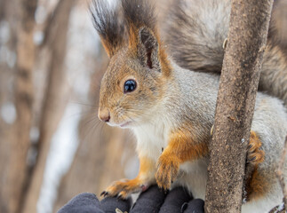 The squirrel sits on a branches without leaves in the winter or autumn