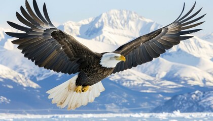 Naklejka premium Majestic eagle gracefully soaring above the stunning peaks of majestic mountains