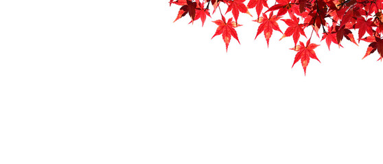 Maple leaves in autumn season isolated on white background.