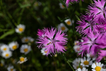 Obraz premium 撫子