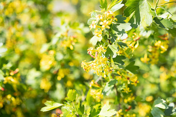 Golden currant blossom in the spring garden.