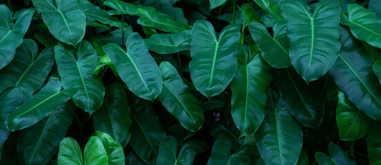 closeup nature view of green leaf texture, dark wallpaper concept, nature background, tropical leaf.
