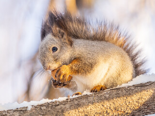 The squirrel with nut sits on tree in the winter or late autumn