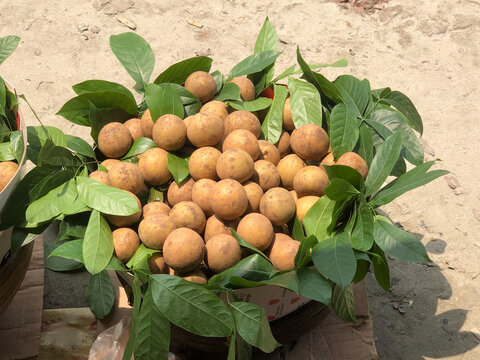Sapodilla fruits are kept in a bucket for sell