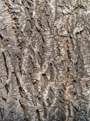 Texture of the bark of old maple tree