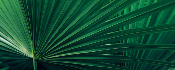 abstract palm leaf textures on dark blue tone, natural green background.