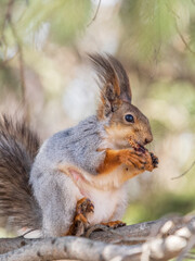 The squirrel with nut sits on a branches in the spring or summer.