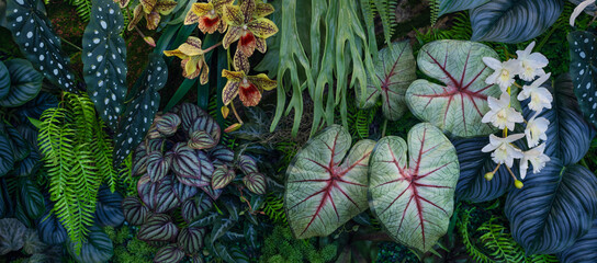 Full Frame of Green Leaves Pattern Background, Nature Lush Foliage Leaf Texture, tropical leaf