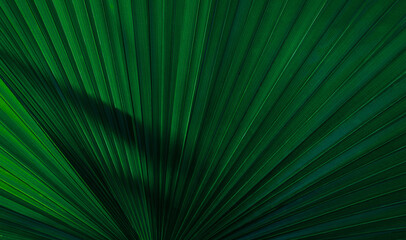 abstract palm leaf textures on dark blue tone, natural green background.