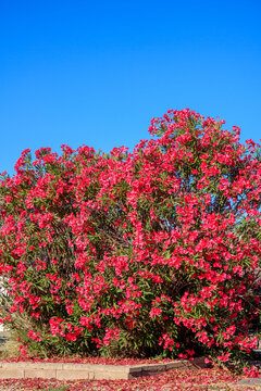 Blossoming with red flowers crown of drought tolerant Nerium Oleander during warm Arizona spring in Arizona; copy space