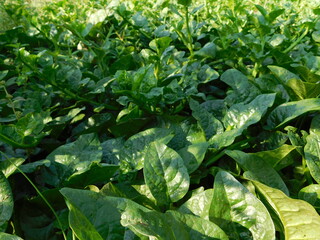 Fresh Ceylon Spinach green plant tree growing on vine in the plantation vegetable garden.