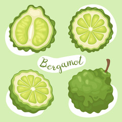 Bergamot. Bergamot orange, citrus bergamia. Aromatic green fruit, whole bergamot, half and half and a slice. Vector illustration. Ingredient for cooking, tea. 