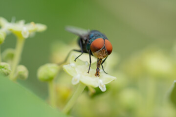 Close up view of bluebottle fly