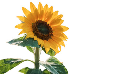 PNG Sunflower on white background. isolated. copy space