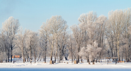 Snow-covered trees, winter landscape. Trees Natural background.