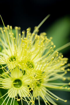 Close up view of fresh xanthostemon chrysanthus, or commonly known as golden penda