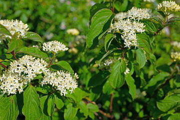 Blühender Roter Hartriegel im Frühling