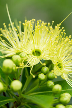 Close up view of fresh xanthostemon chrysanthus, or commonly known as golden penda