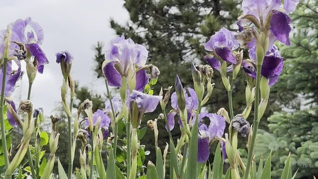wild lily flowers growing high in the mountains