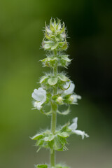 Ocimum americanum, known as american basil, lime basil, or hoary basil, is a species of annual herb in the family lamiaceae
