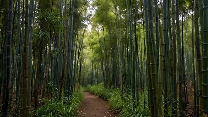 bamboo forest at sunset