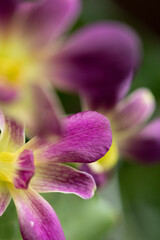 Close up view of purple orchid flower