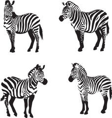 Set of black and white zebra on white background,	