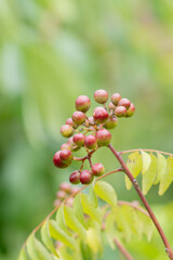 Obraz premium Murraya koenigii also known as the curry tree is an important medicinal plant which has been used in diverse forms for centuries