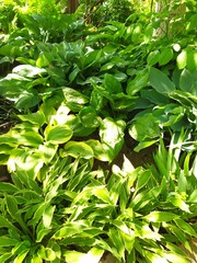 Bushes in a group planting of perennial hosta leafed out in the garden in May