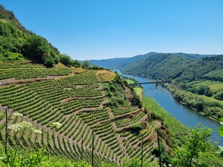 Weinberge 