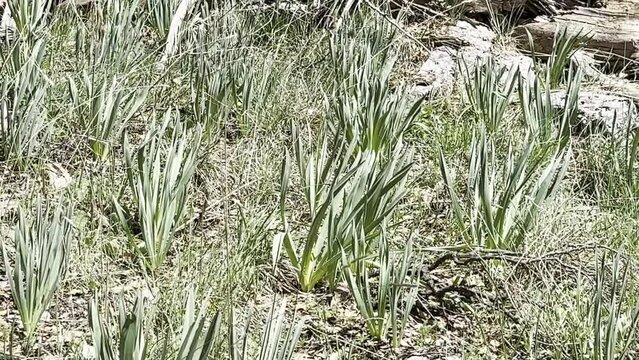 A fragrant, edible and metabolism-accelerating plant species from the wild leek family.