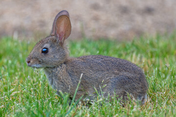 Brush Rabbit