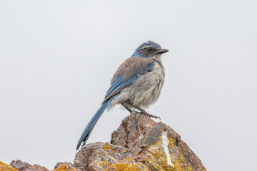 California Scrub-Jay