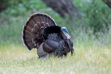 Wild Turkey