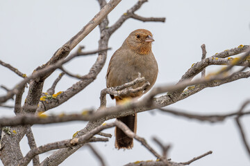 California Towhee