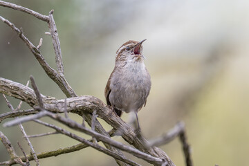 Bewick's Wren