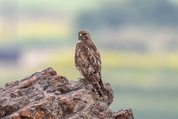 Red-tailed Hawk